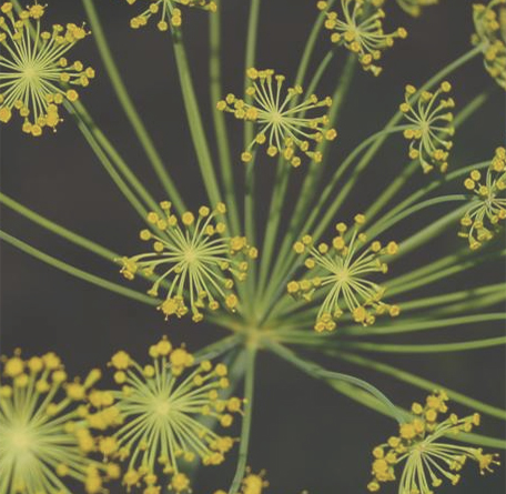Aromathérapie Moderne – cours de base 2