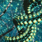 ADN