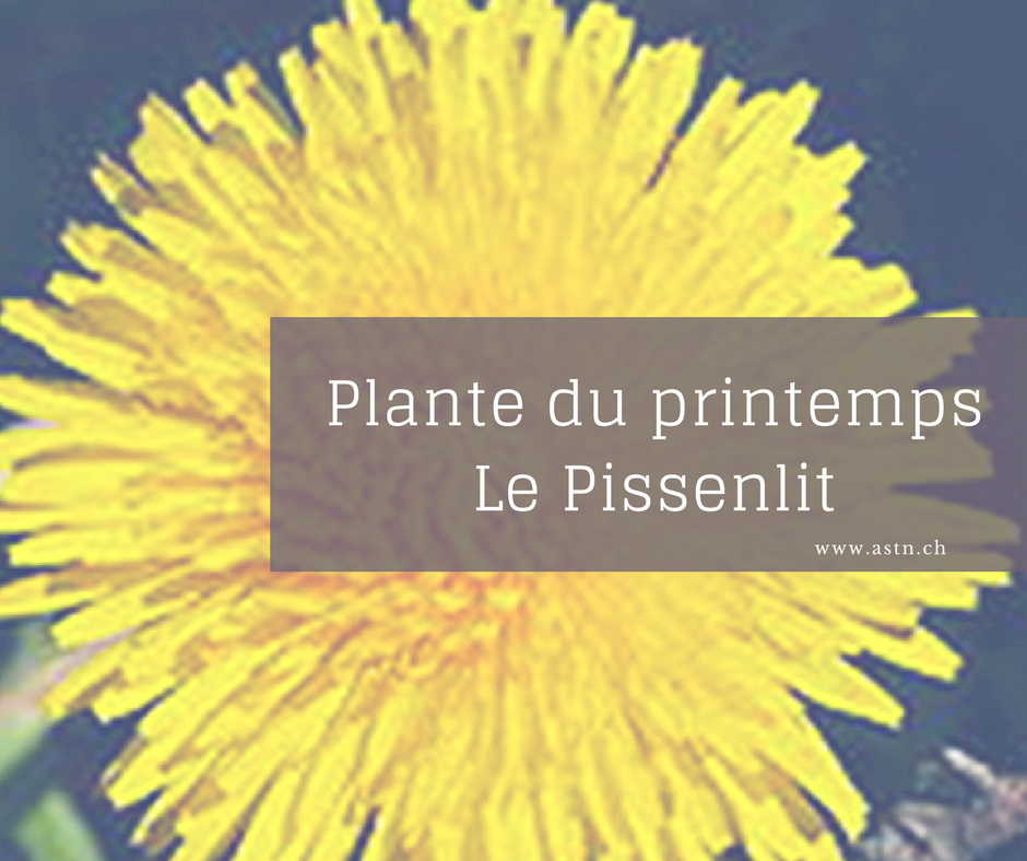 Pissenlit : plantes du printemps dépurative – désintoxicantes…