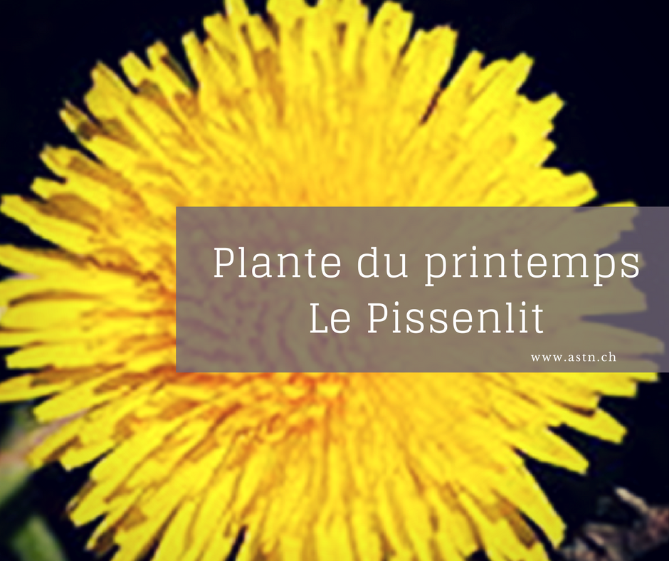 Le pissenlit plante dépurative et désintoxicante