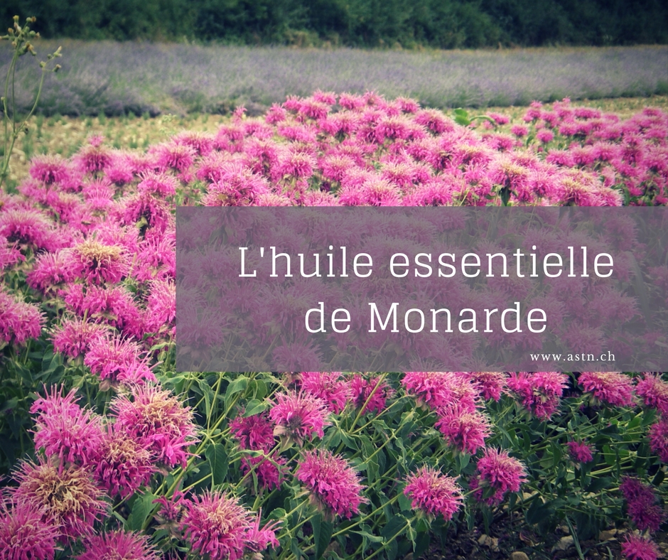 L'huile essentielle de Monarde