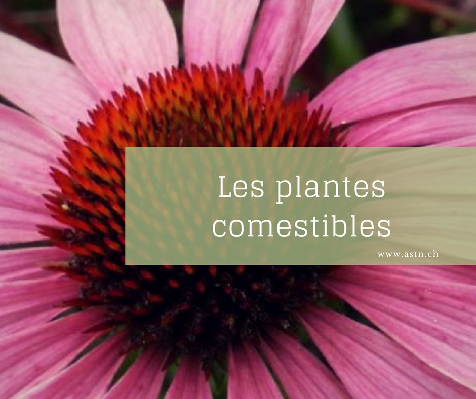 Les fleurs comestibles