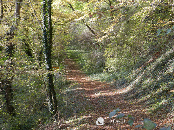 Chemin d'automne... tristesse et joie