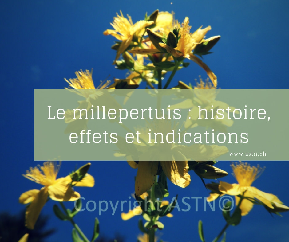 Le Millepertuis et ses bienfaits