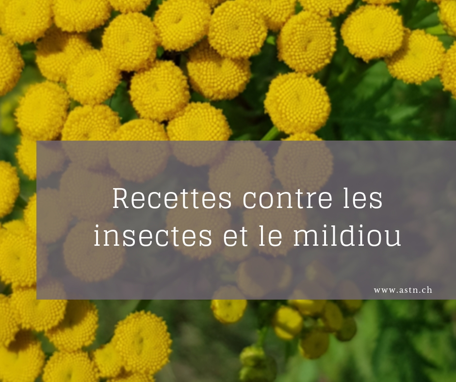 Recettes contre les insectes et le mildiou BIO