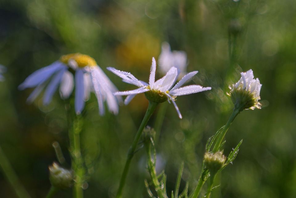 Camomille bleue