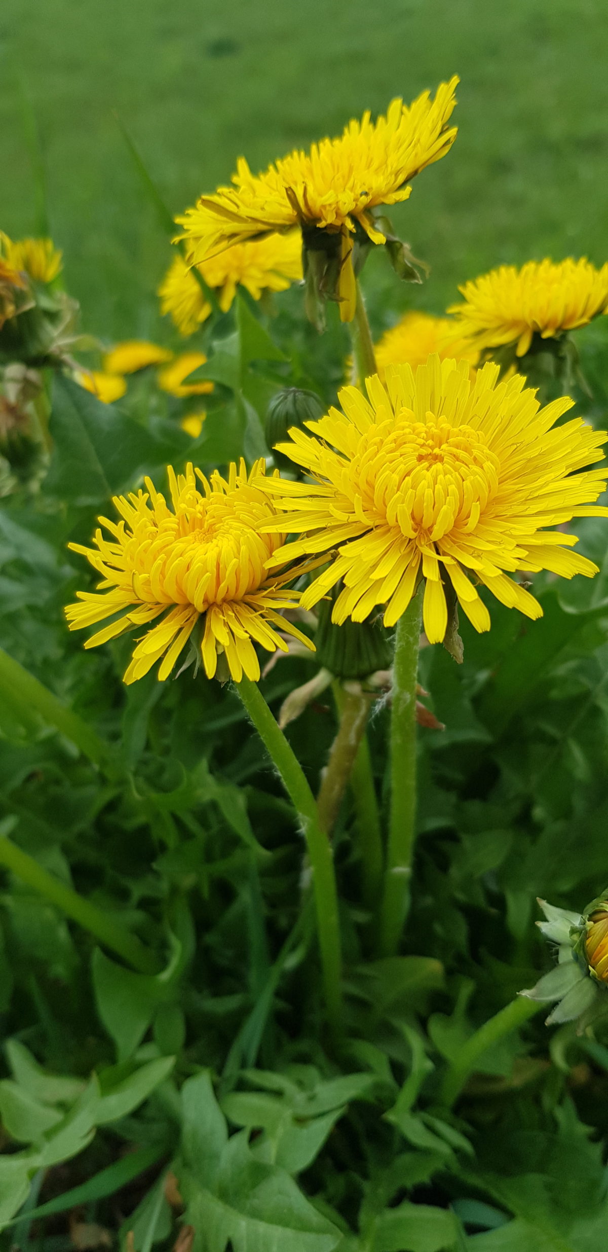 Cueillette Dent de lion (Pissenlit) Recettes et conseils ASTN