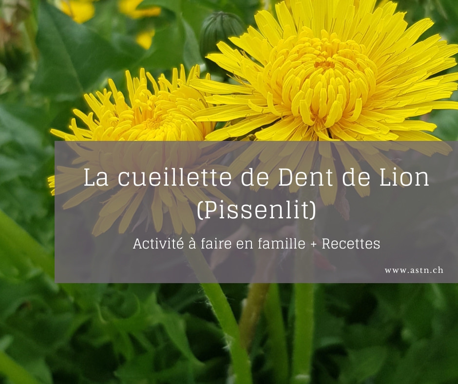 LA CUEILLETTE DE DENT DE LION (Pissenlit) – Activité sympa en famille