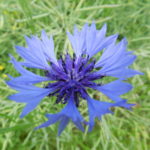 Fleur de Bach